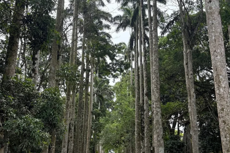 Aburi Botanical Gardens