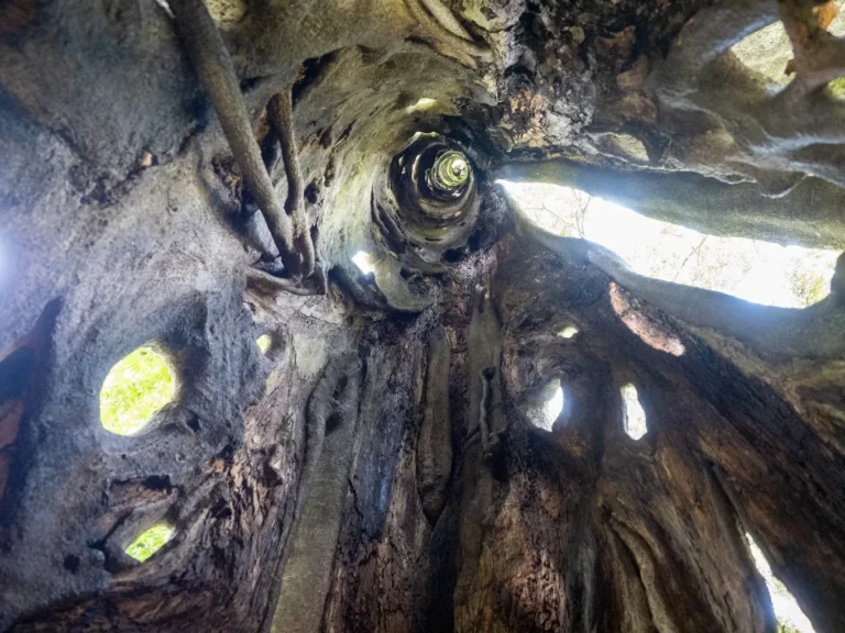 Aburi Botanical Gardens — Ghana