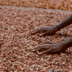 Ghanaian Food: 15 Traditional Dishes to Try in Ghana (2026)