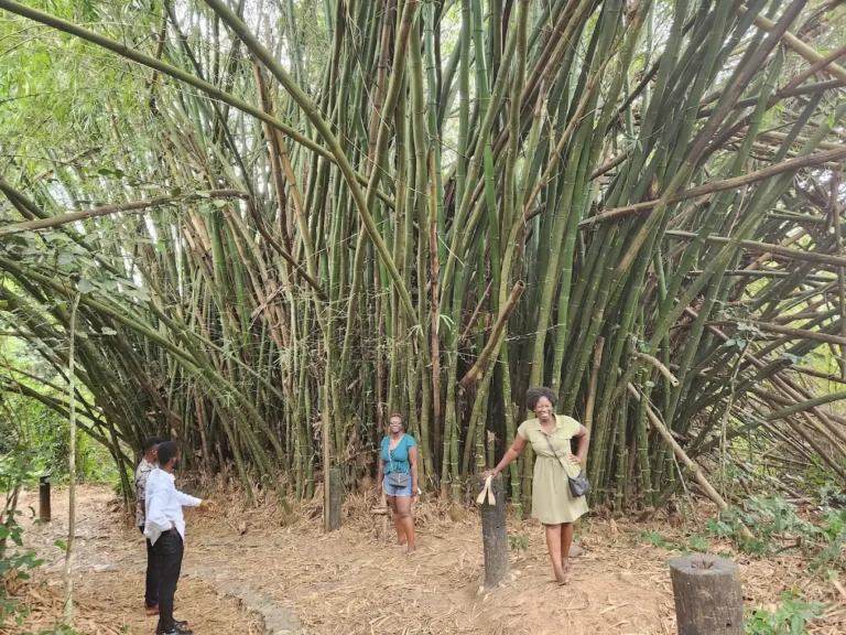 Kakum Canopy Walk — Ghana