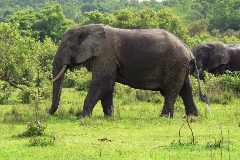 Mole National Park