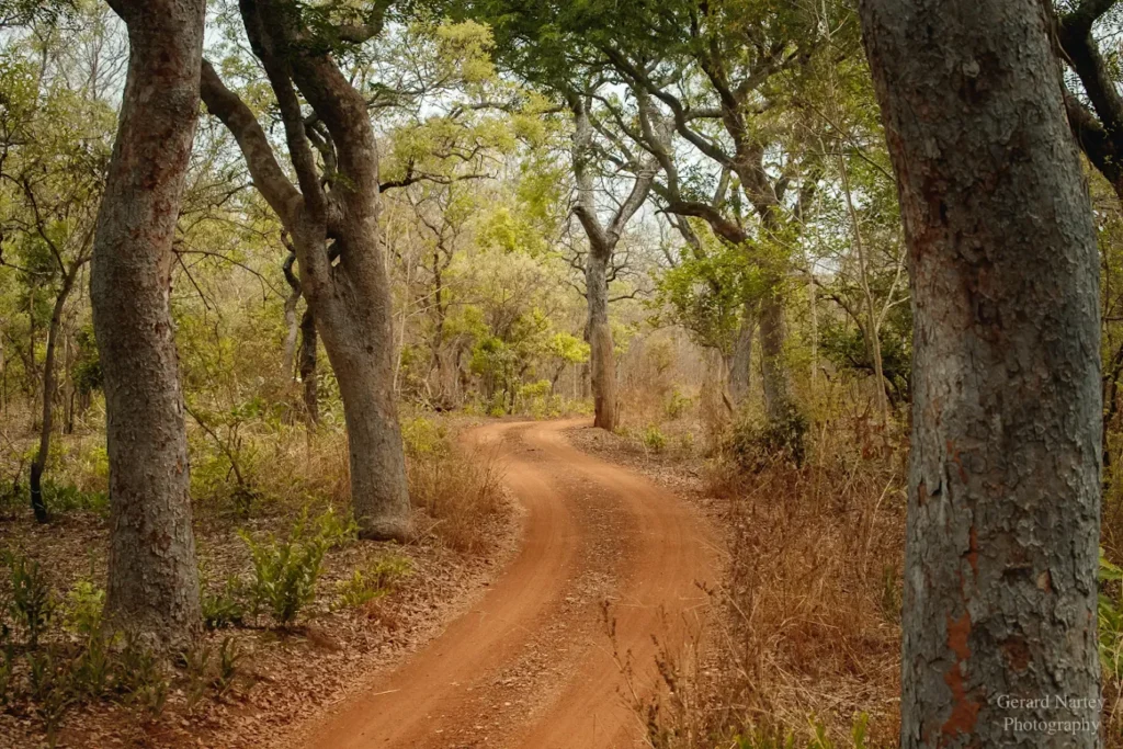 Mole National Park — Ghana