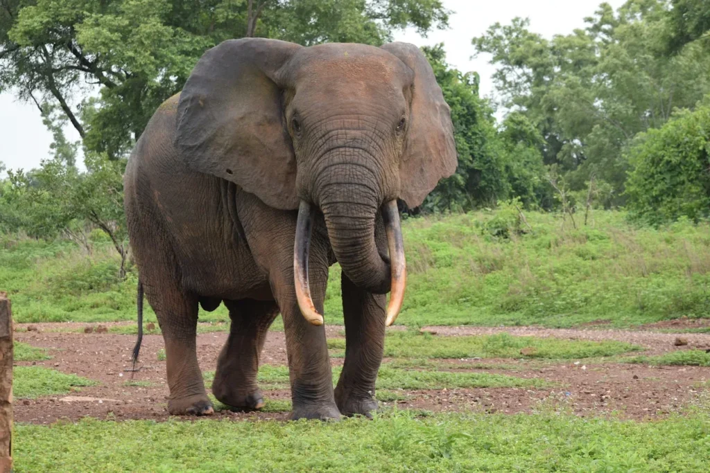 Mole National Park — Ghana
