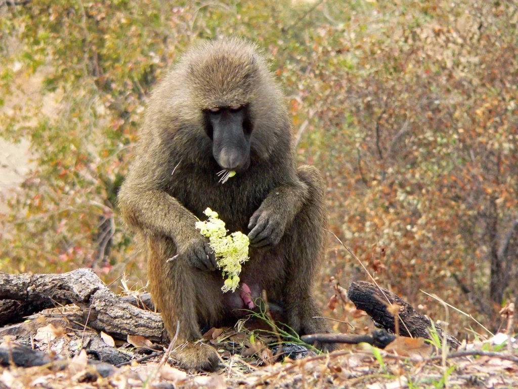 Mole National Park — Ghana