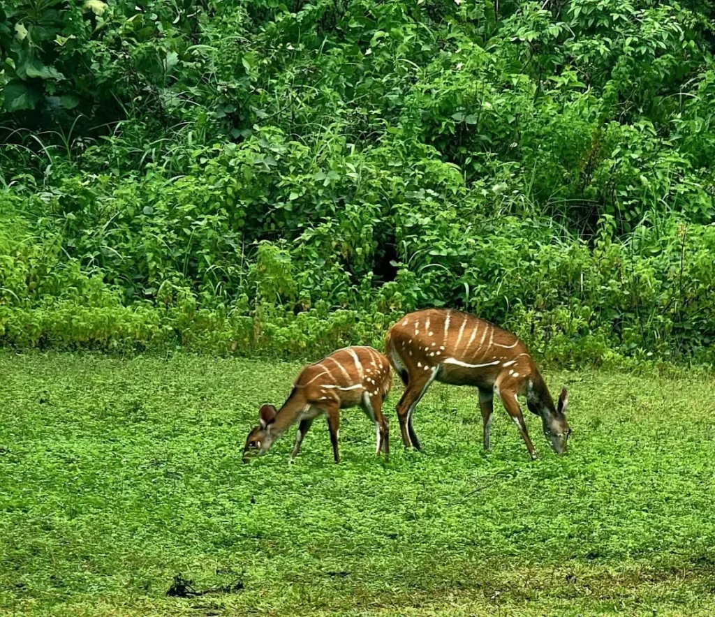 Mole National Park — Ghana