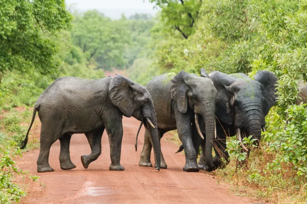Mole National Park — Ghana