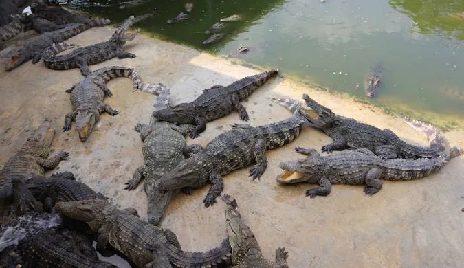 Paga Crocodile Pond — Ghana
