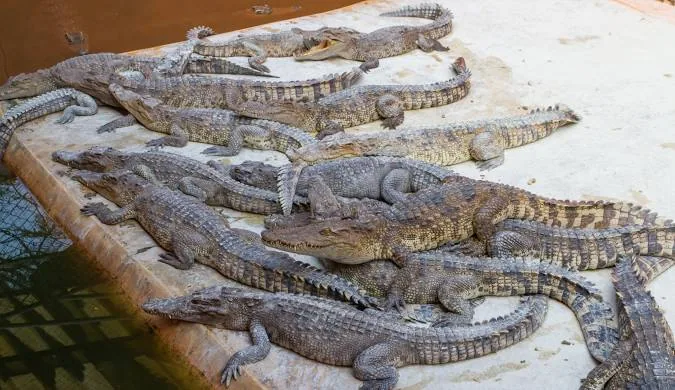 Paga Crocodile Pond — Ghana