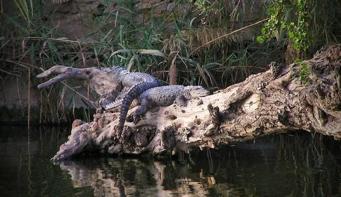 Paga Crocodile Pond — Ghana