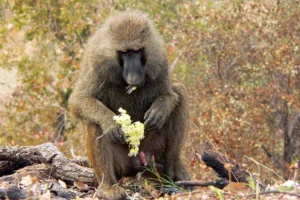 Savannah Region, Ghana: Mole Safari & Larabanga