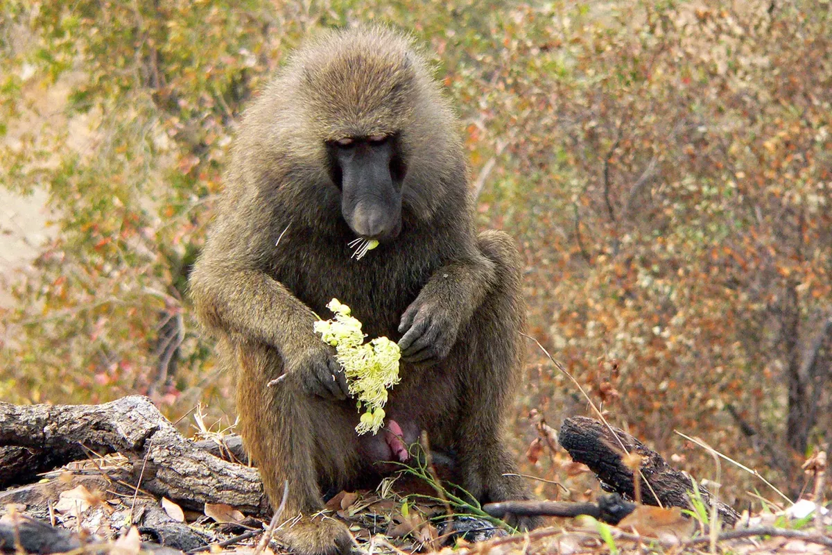 Savannah Region, Ghana: Mole Safari & Larabanga