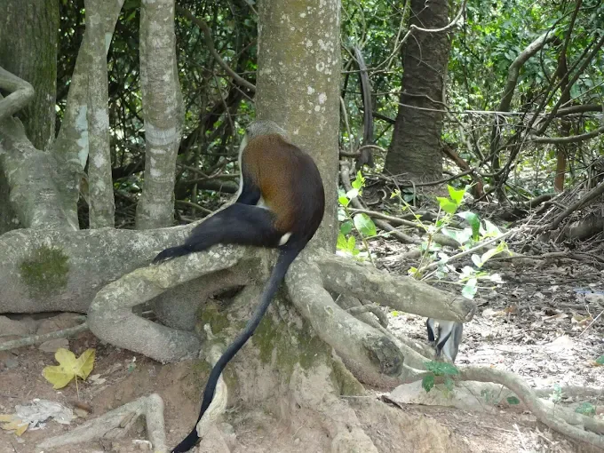 Tafi Atome Monkey Sanctuary — Ghana