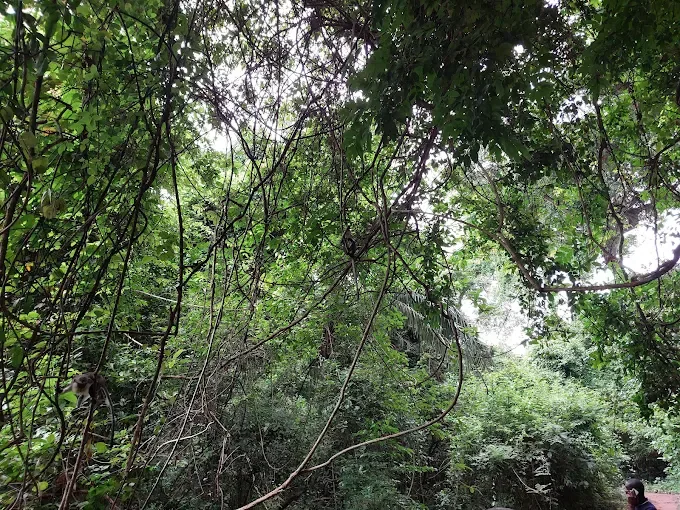 Tafi Atome Monkey Sanctuary — Ghana