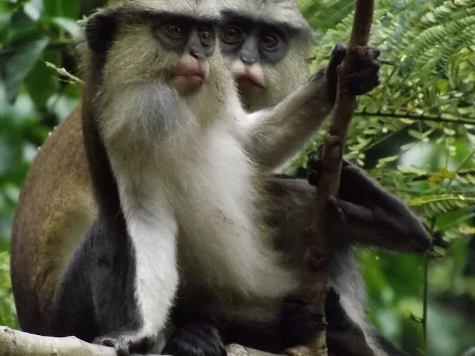 Tafi Atome Monkey Sanctuary — Ghana