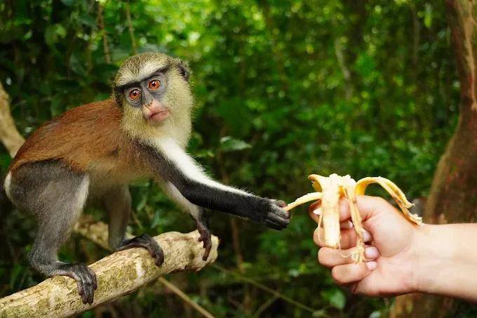 Tafi Atome Monkey Sanctuary — Ghana