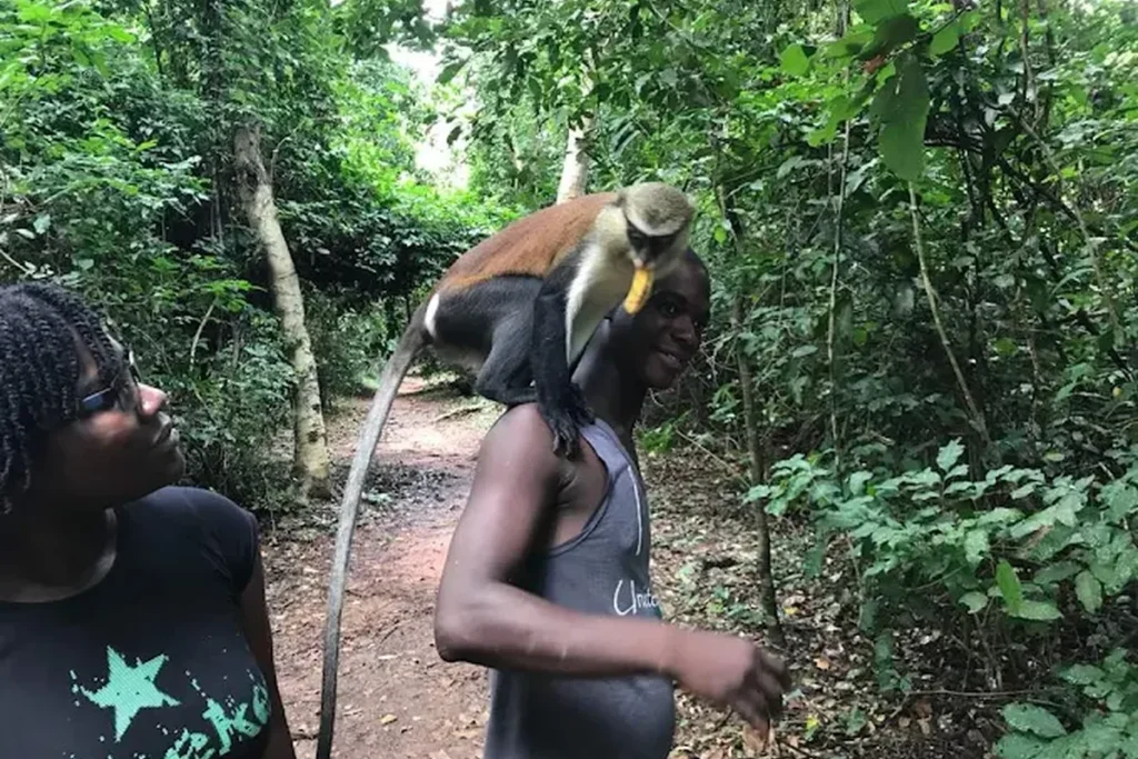 Tafi Atome Monkey Sanctuary — Ghana
