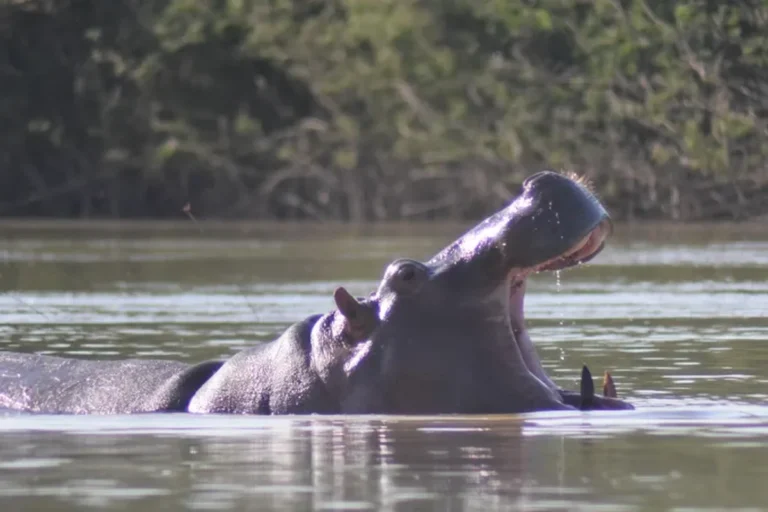 Upper West Region, Ghana: Wechiau Hippos & Wa