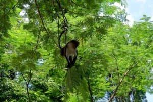 Tafi Atome monkey sanctuary, Volta Region