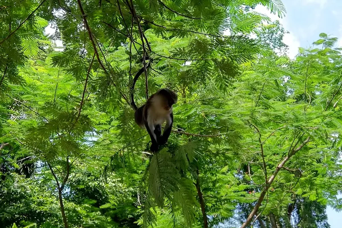 Tafi Atome monkey sanctuary, Volta Region