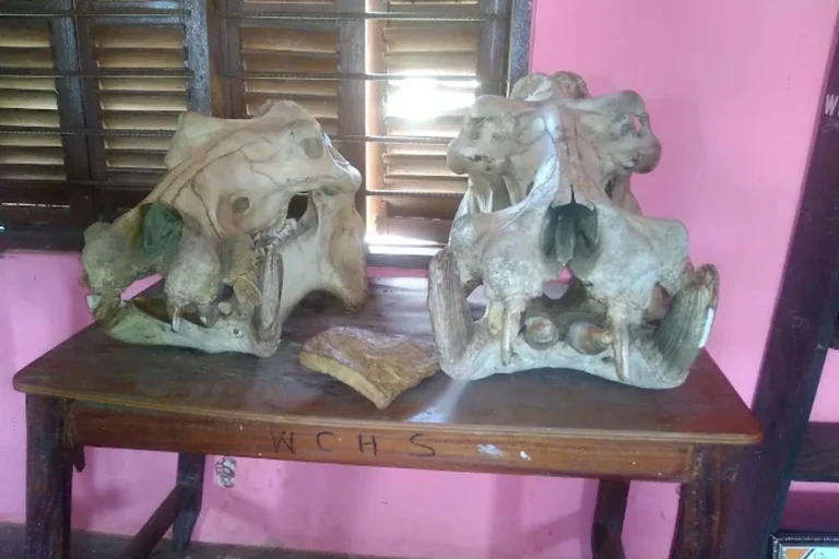 Wechiau Hippo Sanctuary — Ghana