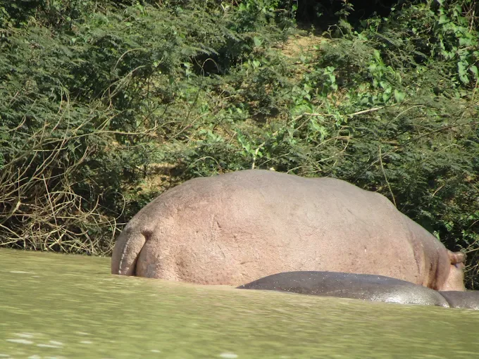 Wechiau Hippo Sanctuary — Ghana