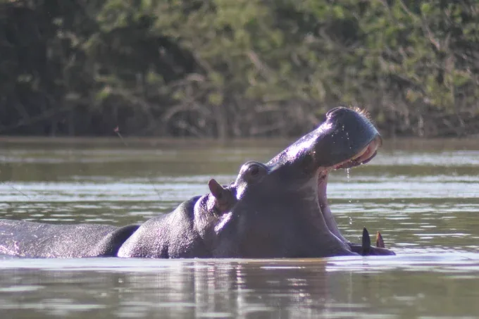 Wechiau Hippo Sanctuary — Ghana