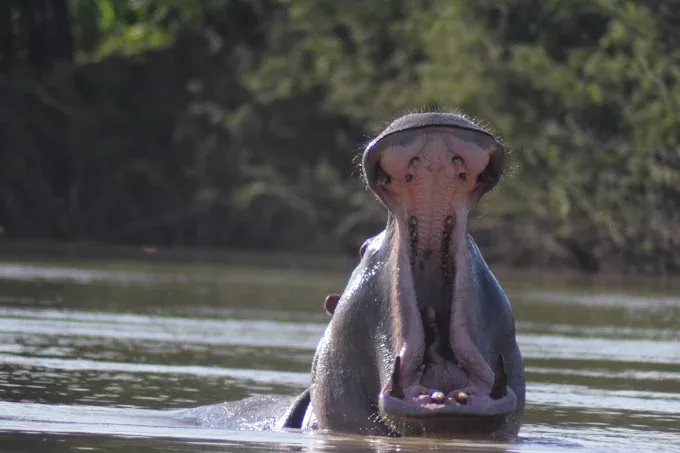 Wechiau Hippo Sanctuary — Ghana