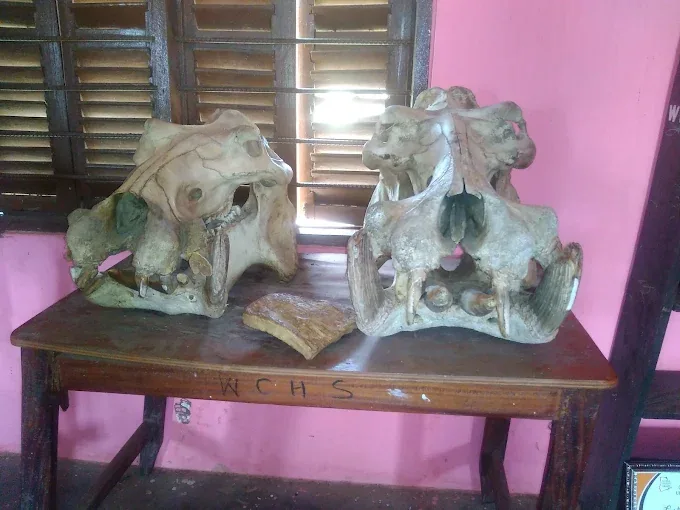 Wechiau Hippo Sanctuary — Ghana