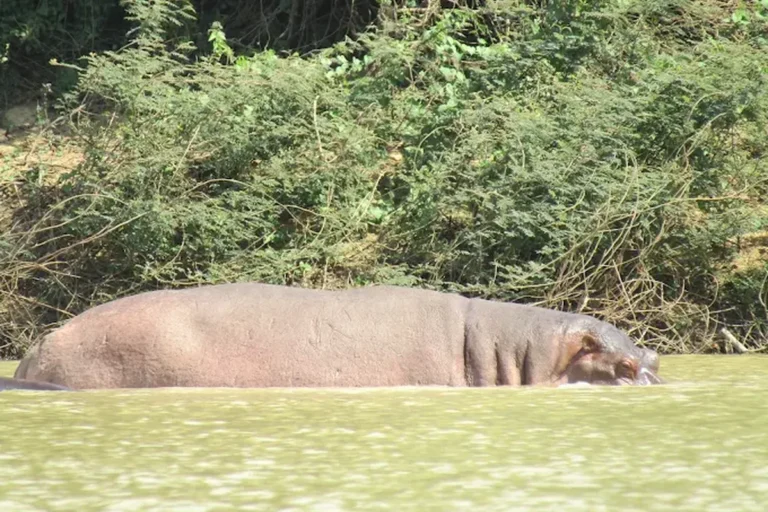 Wechiau Hippo Sanctuary — Ghana