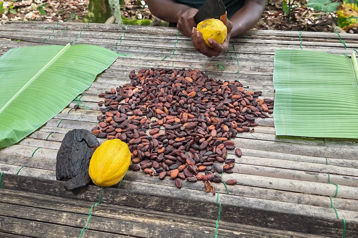 Western North Region, Ghana: Bia Rainforest & Sefwi